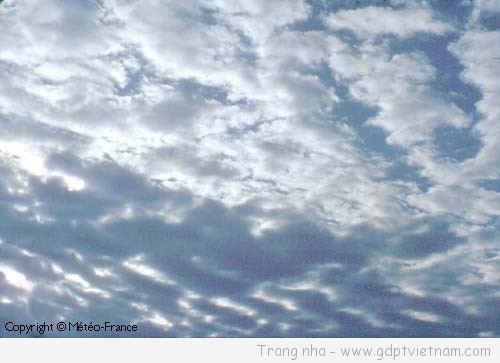 Mây Tằng tích - Mây Sc